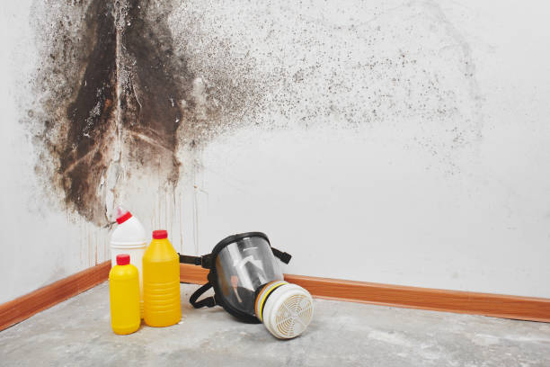 Best Affordable Mold Removal  in St Paris, OH