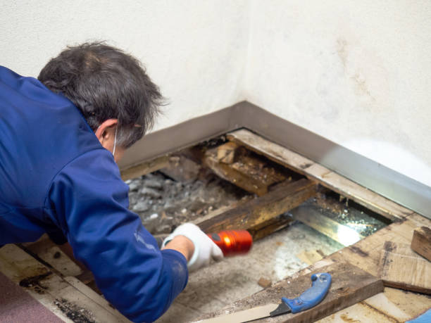 Best Attic Mold Removal  in St Paris, OH