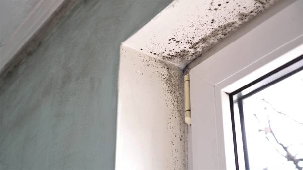 Best Certified Mold Removal  in St Paris, OH