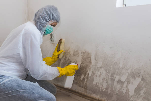 Best Mold Removal Process  in St Paris, OH