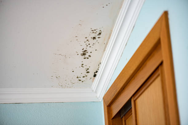 Best Black Mold Removal  in St Paris, OH