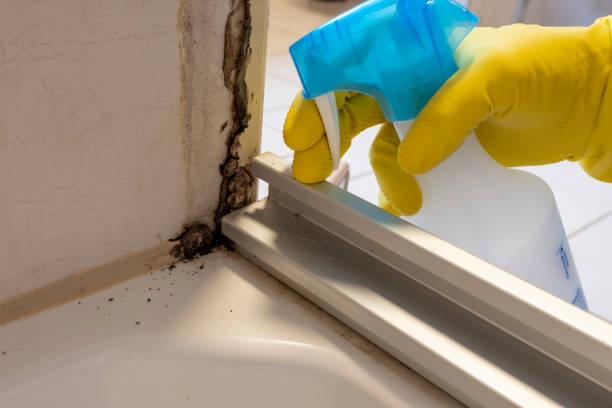 Best Mold Removal Specialists  in St Paris, OH