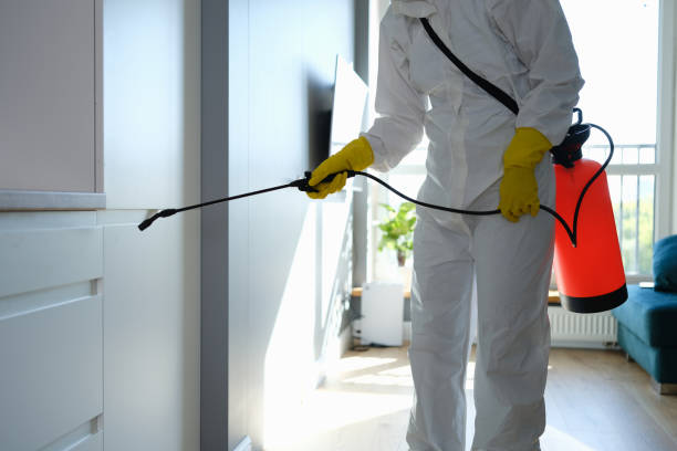 Best Commercial Mold Removal  in St Paris, OH