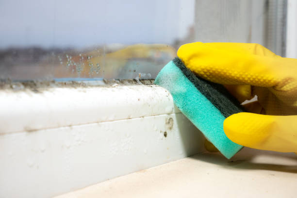 Best Professional Mold Removal  in St Paris, OH