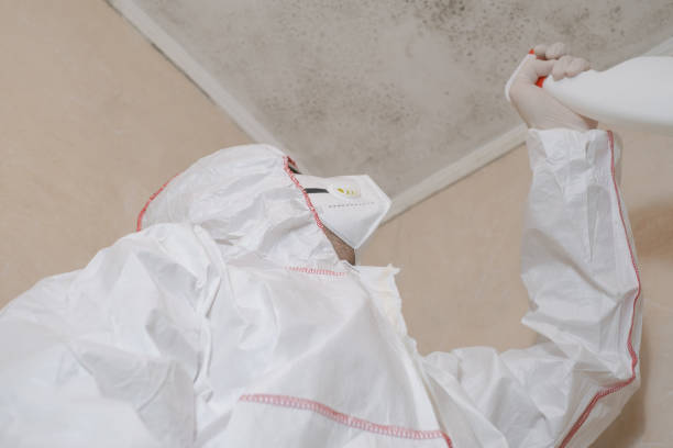 Best Toxic Mold Removal  in St Paris, OH