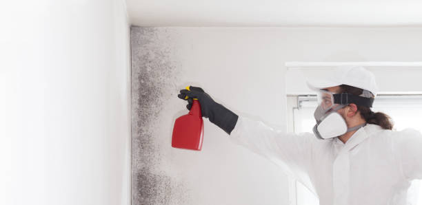 Best Mold Damage Repair  in St Paris, OH