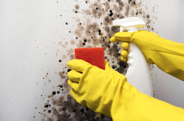 Best Emergency Mold Removal  in St Paris, OH