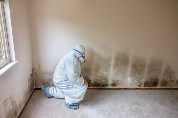 Best Professional Mold Removal  in St Paris, OH