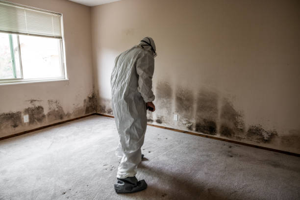 Best Affordable Mold Removal  in St Paris, OH