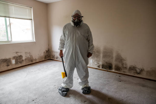 Best Same-Day Mold Removal  in St Paris, OH