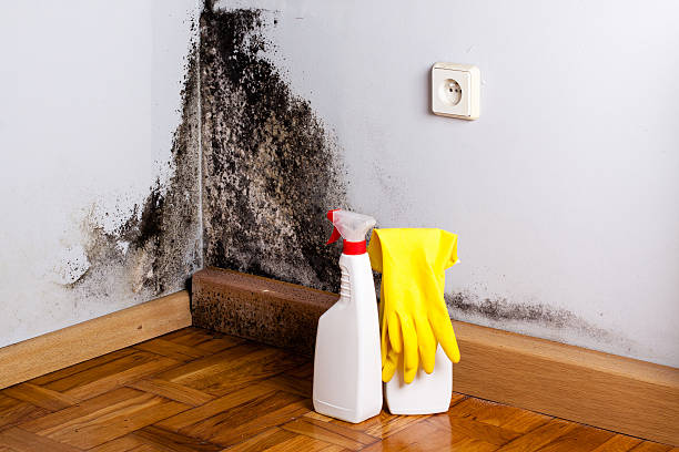 Best Mold Removal Near Me  in St Paris, OH