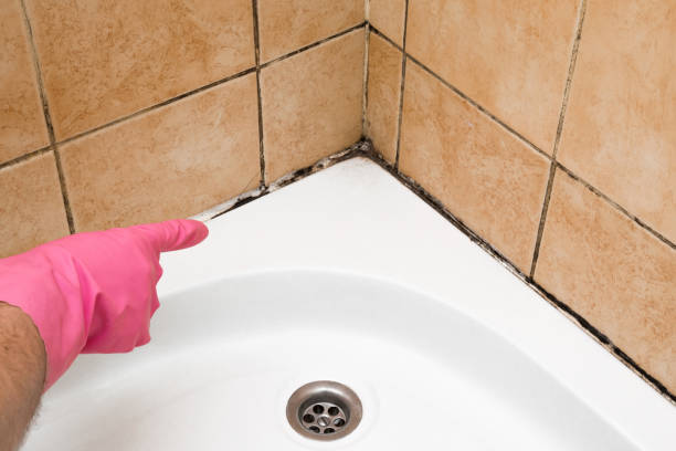 Best Mold Damage Repair  in St Paris, OH